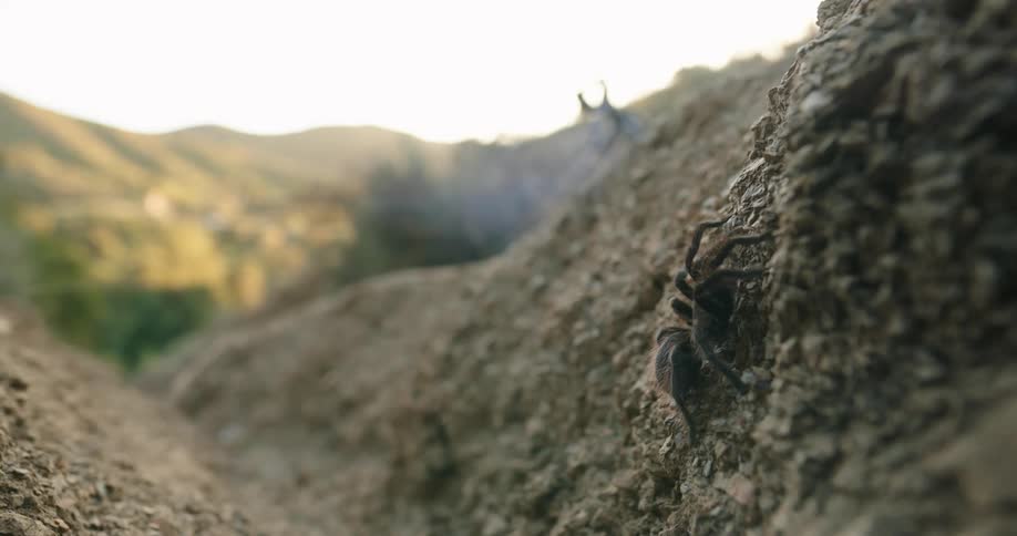 Spider climbing a small mound of earth in the midst of nature