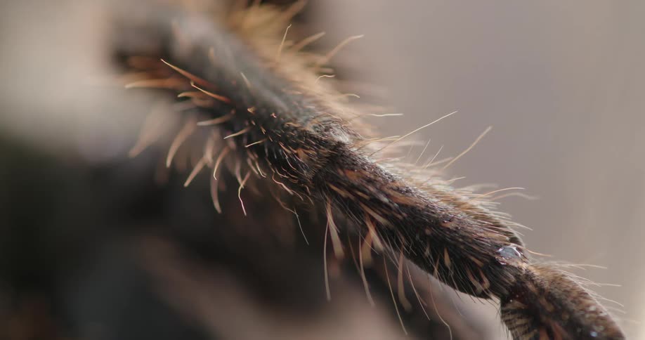 Extreme closeup of one of a spiders legs