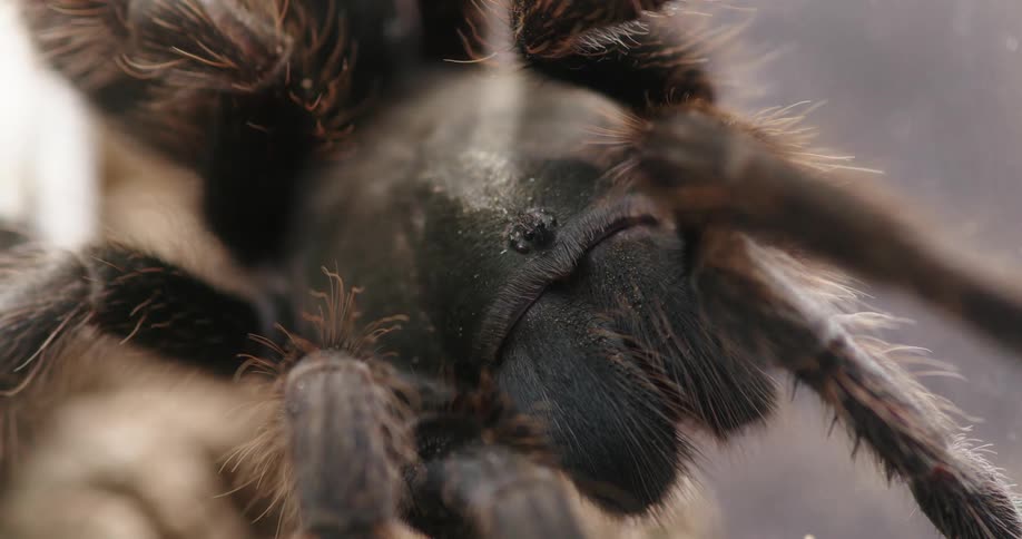 A tarantula spider in the wild