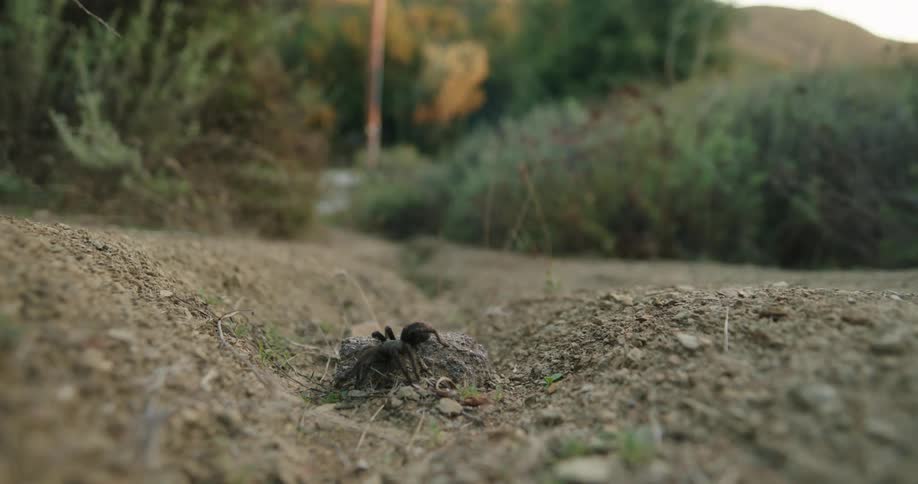 Tarantula on the ground