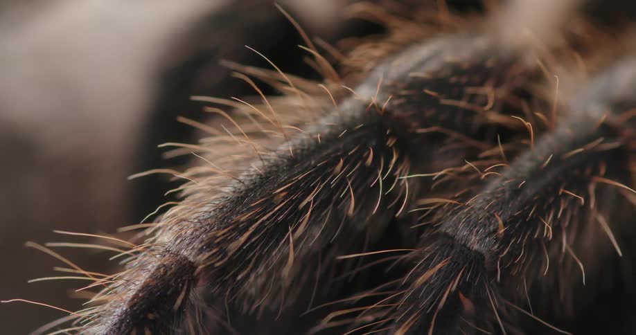 Close up light brown hair follicles