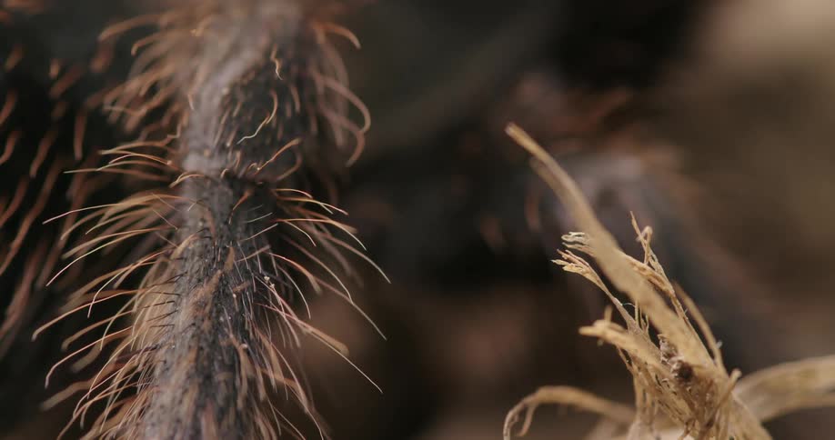 Extreme closeup of a spiders legs