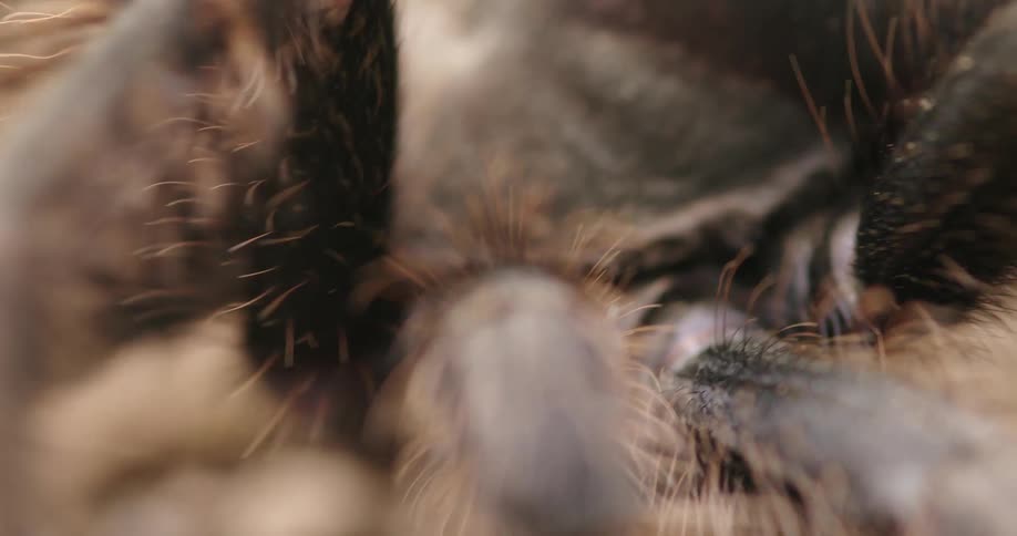 Close up hairy spider legs