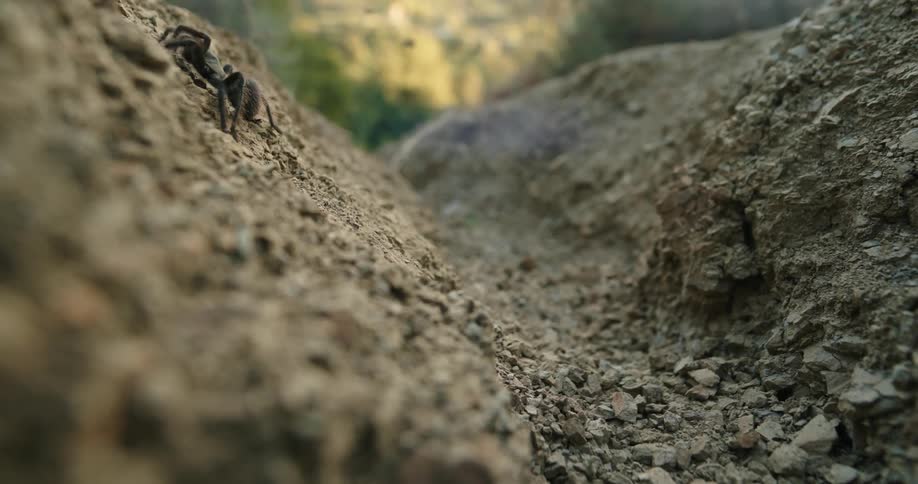 Tarantula climbs slope