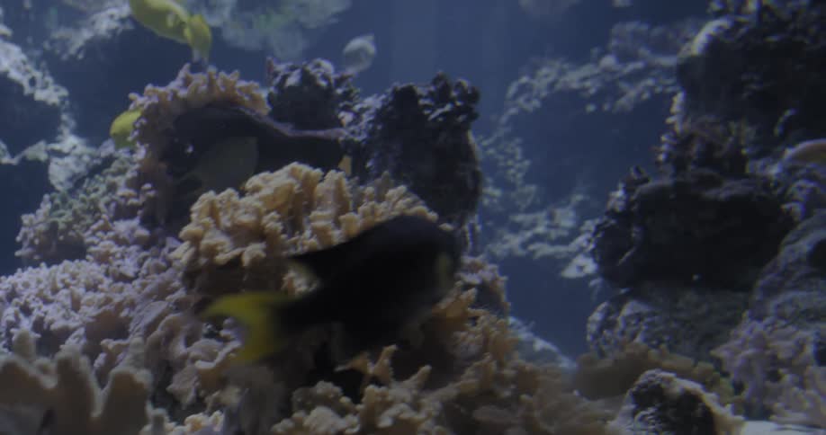 Fish swim thru coral underwater