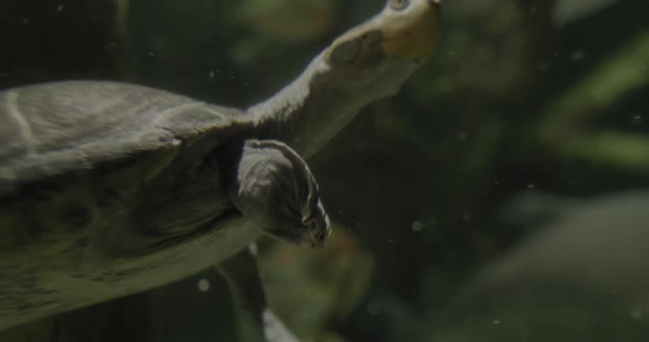 Small turtle swimming in an aquarium