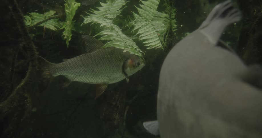 Fish swimming underwater