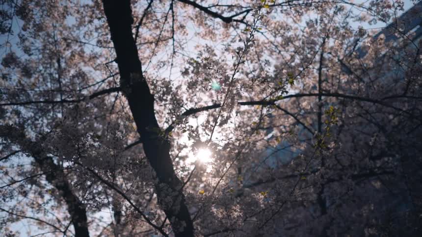 Cherry blossom trees next to a building