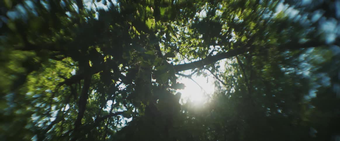 Upward view of a forest with sunlight
