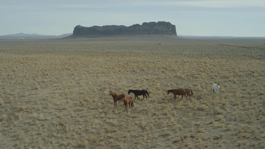 Pullback descent of horses walking and grazing along a wide open desert plain
