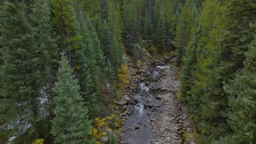 Aerial of an evergreen forest with a creek running through it during late autumn