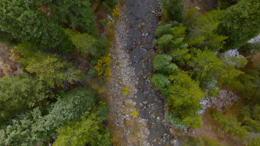 Aerial view of a forest with a small flowing river