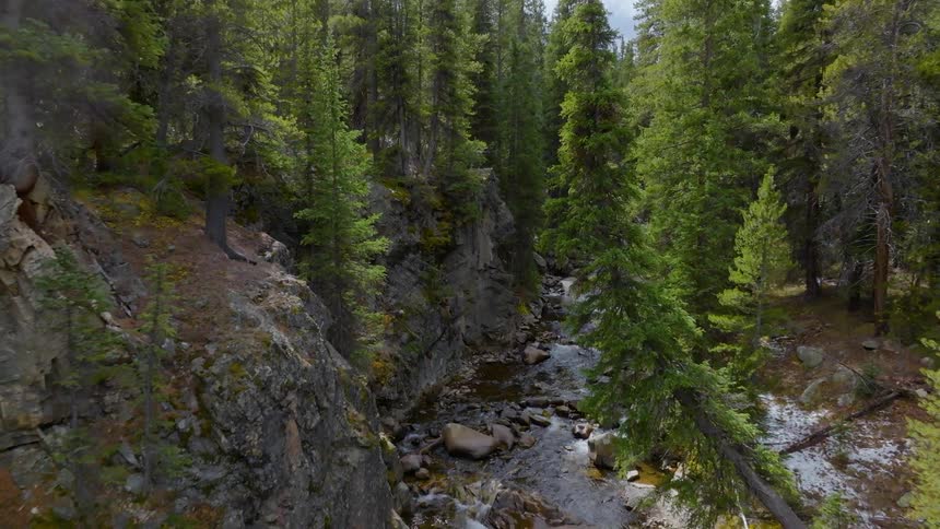 A valley with a river in the middle of a pine forest