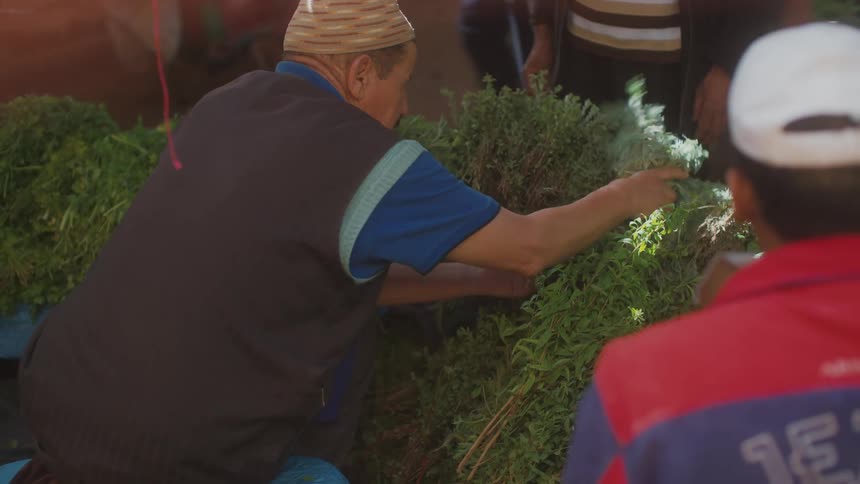 A man is collecting plants and several people are around watching