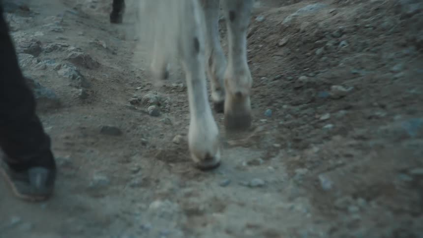 A white fourlegged animal is walking across a dirt floor