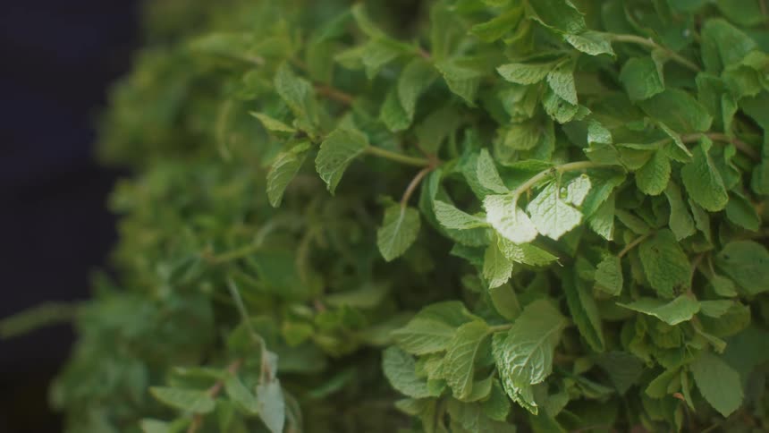 A large mint bush with a few flowers on it