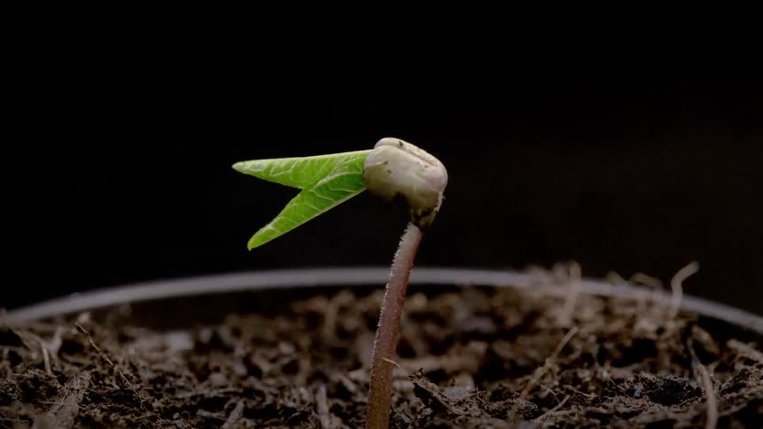 A plant is sprouting and grows upwards, hatching its leaves