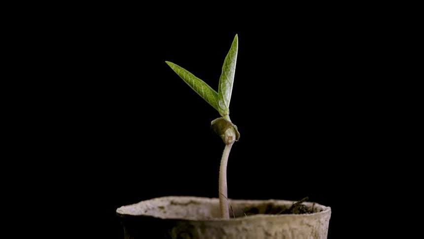 A green plant in a pot grows as the leaves open up