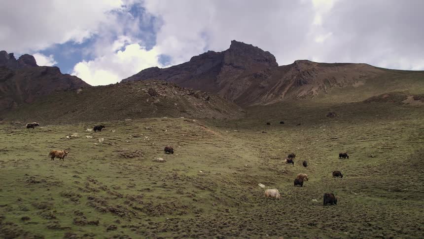 Animals feeding in the mountains