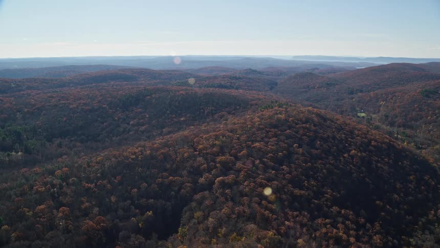 Aerial panorama of a forest on a sunny day