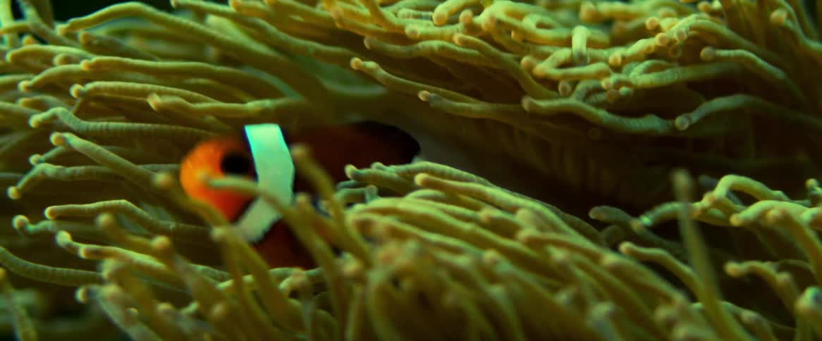 A fish is swimming in the coral reef