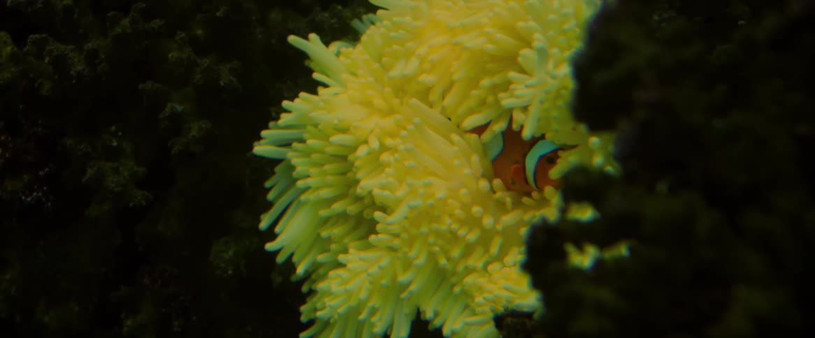 Orange ocellaris clownfish amid yellowish coral