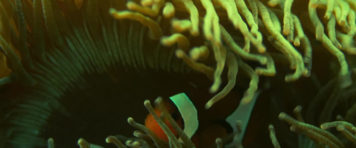Clown fish swimming inside an anemone in a coral reef