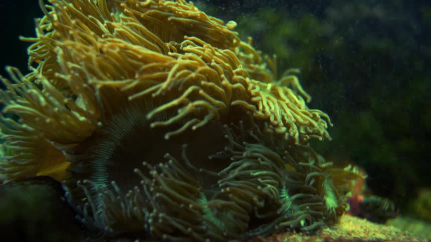 View of a yellow coral in slow motion