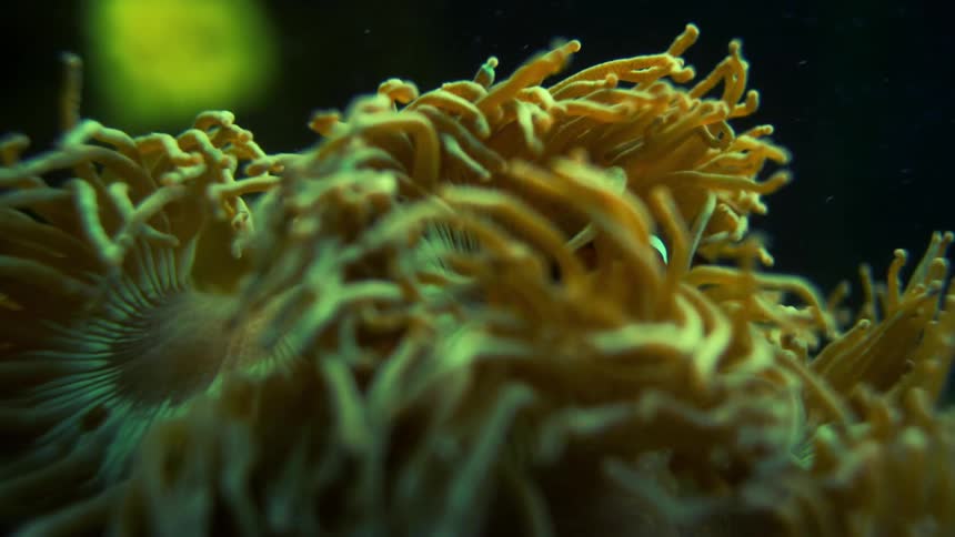 Clownfish amphiprion ocellaris on a yellow coral