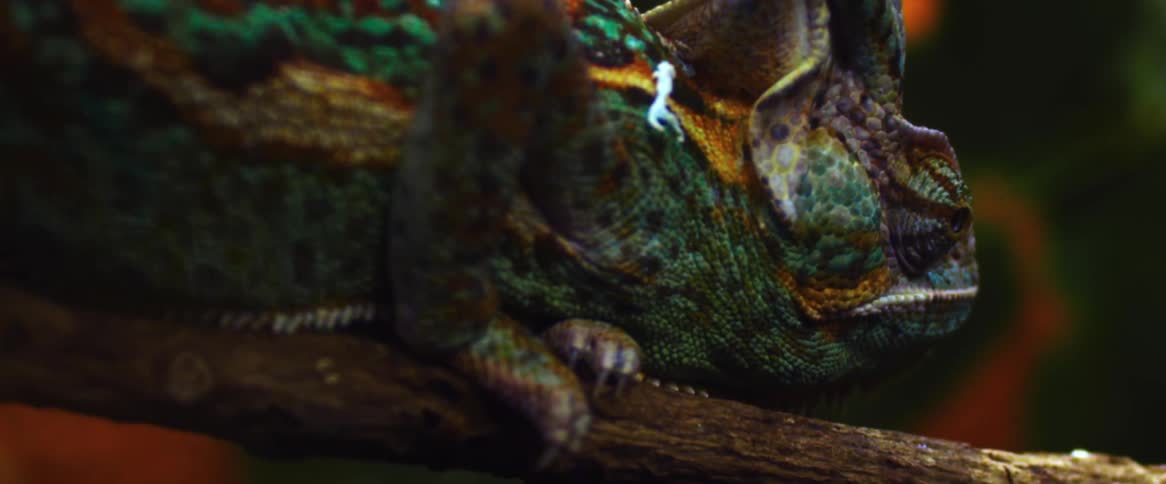 Close up of a colorful chameleon standing on a branch