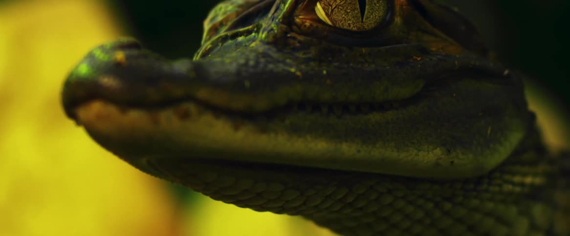 A baby alligator with its body underwater