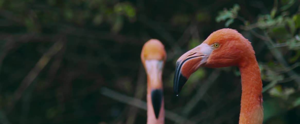 Head of a couple of flamingoes