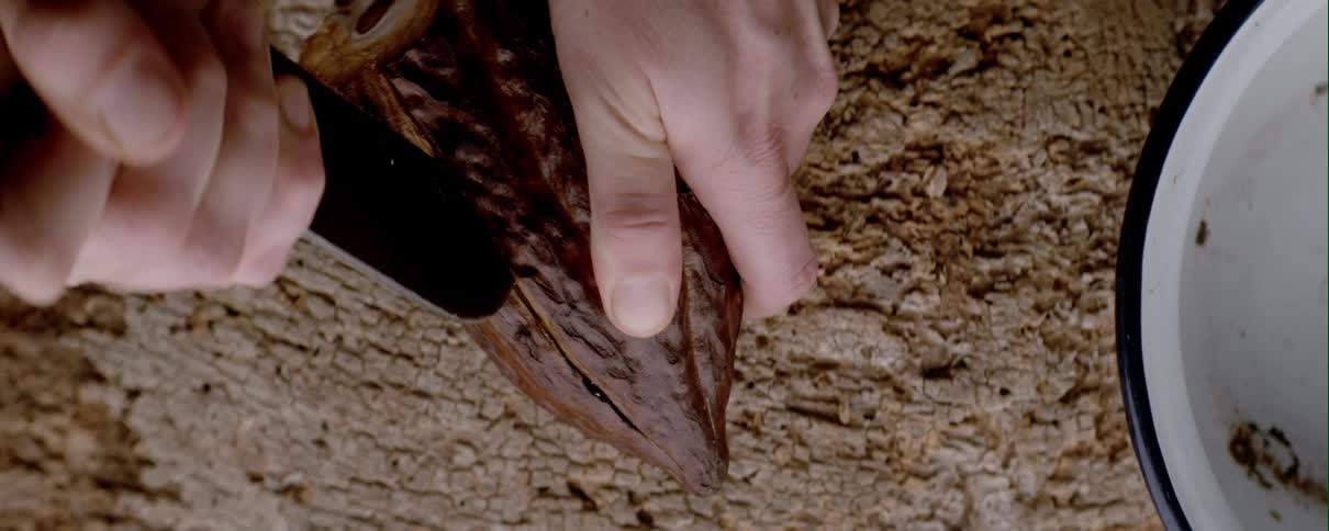 Man slice open a cacao fruit with a knife
