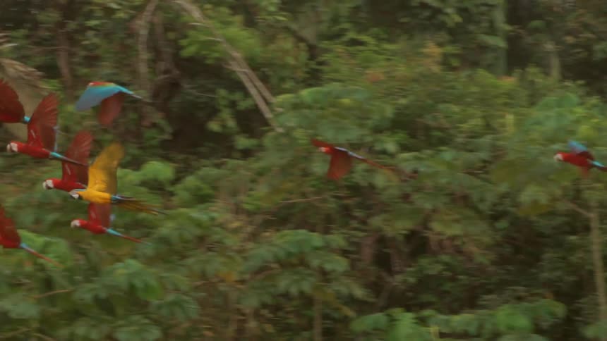 Macaws flying in a group in the tropical forest