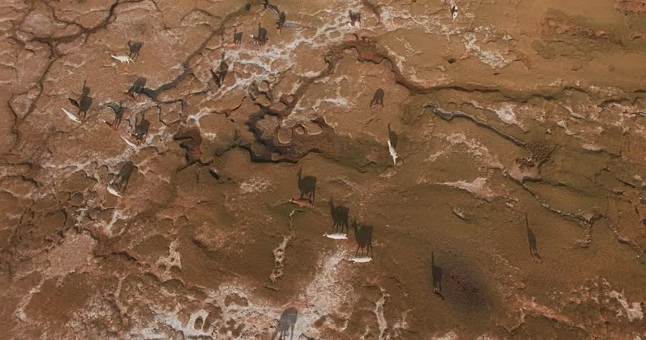 Herd animals travel across textured terrain