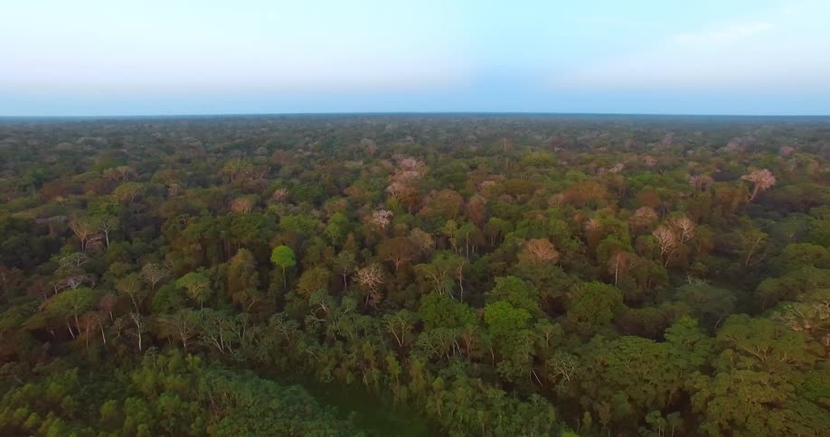 Forests of trees stretches out to the horizon with many bare trees among the green