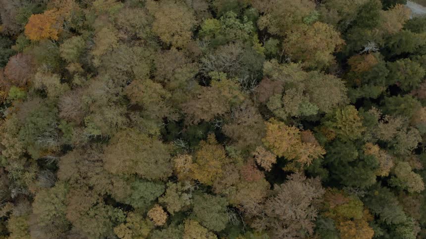 Aerial view looking down at trees in a forest in fall colors