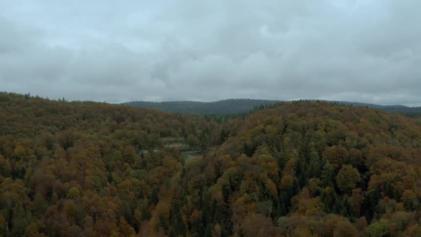 A forest filled with trees