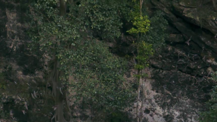 Bats flying together in the midst of nature