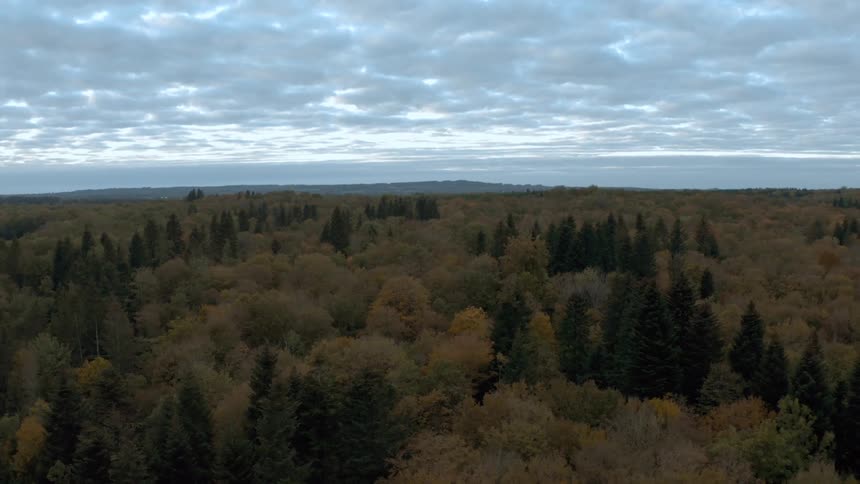 Trees in a forest area during the day