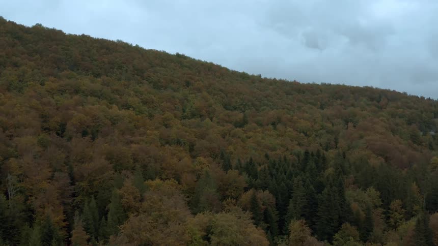 Panorama of a forest under a cloudy sky