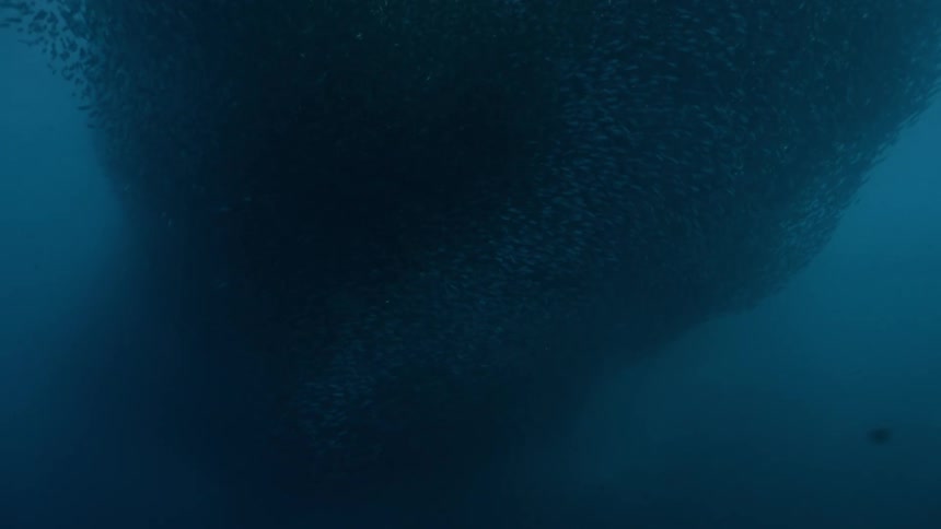 School of fish in the middle of the blue sea