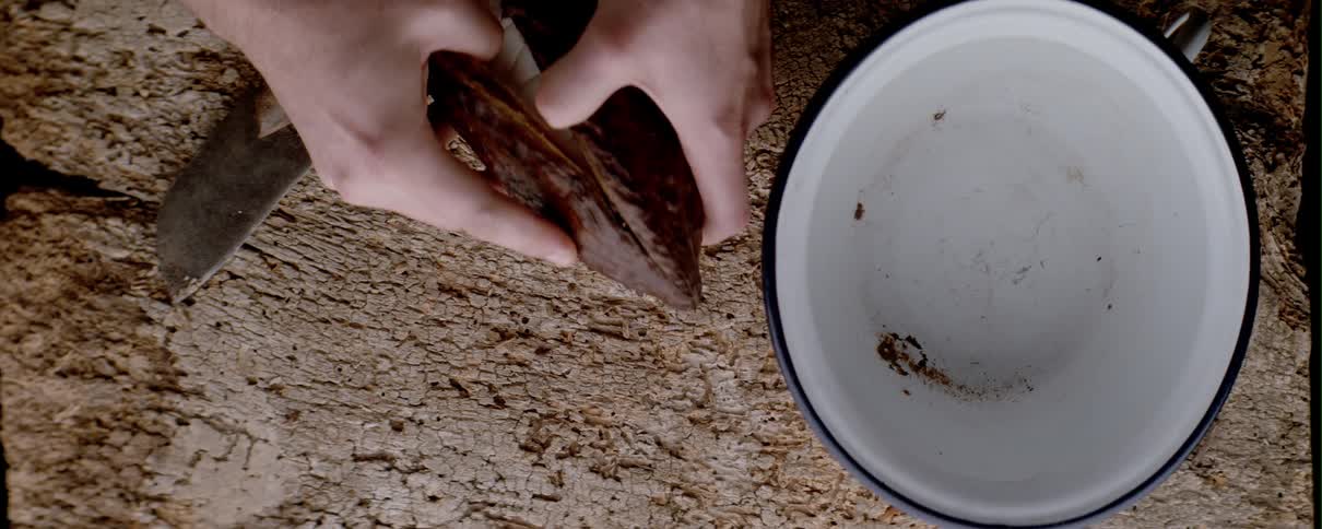 A person uses their hands to pry open a large cacao plant seed pod