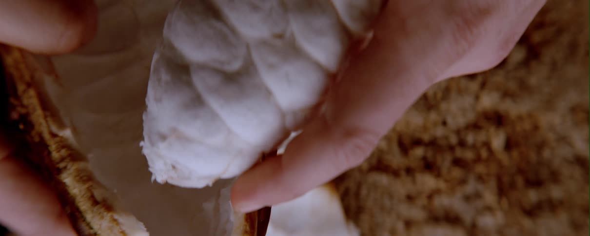 Hands pull fruit from cacao pod