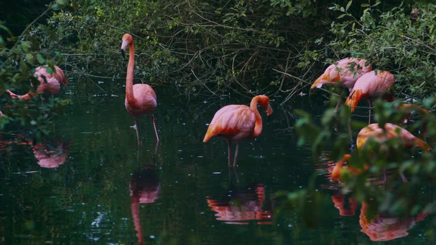Flamingos in a lake drinking water and feeding
