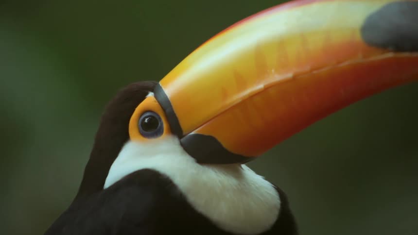 A toucan with a large beak blinks as it tilts its head slightly