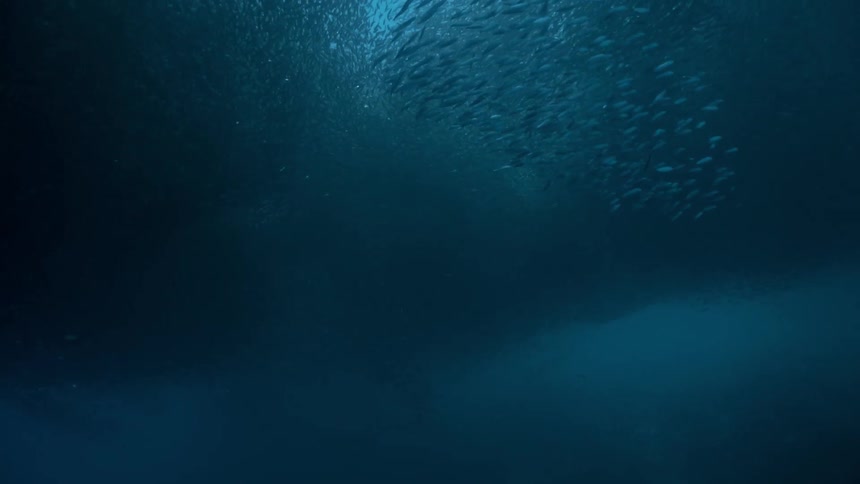Under the ocean series of fish swimming around