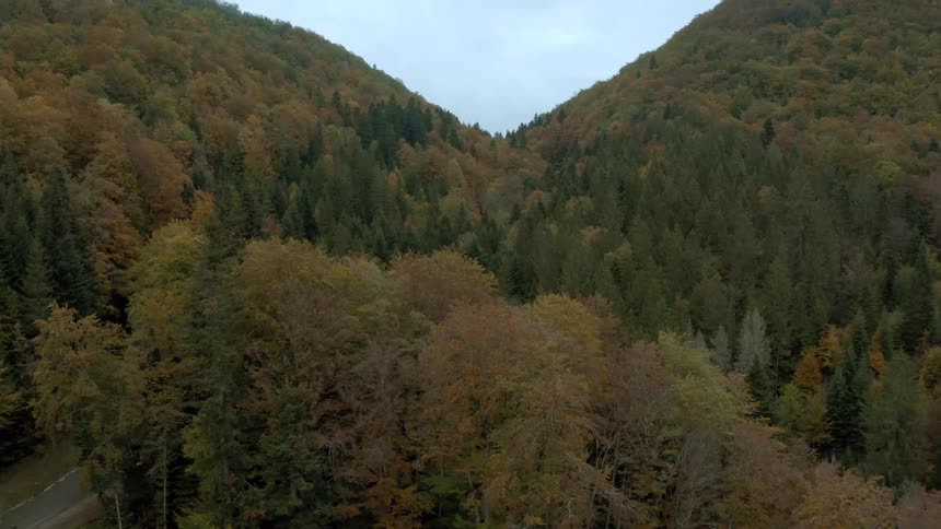 A forest filled with trees and hill