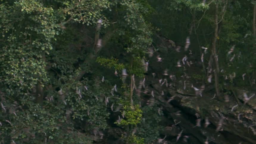 Colony of bats flying in circles in the forest