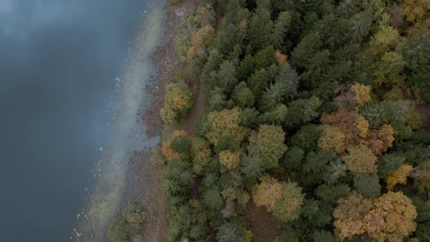 Aerial view of a forest by the sea